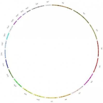 云课堂（5） | Circos画图入门教程