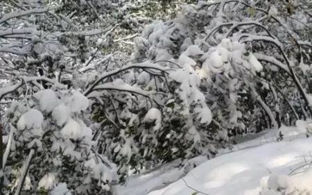 昨天一场雪后驻马店就美成了仙界...今天还有