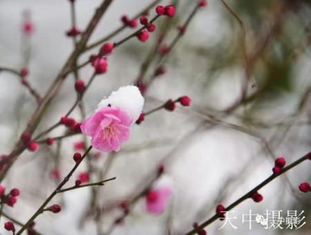 美哭！一场大雪后驻马店居然变成了童话世界