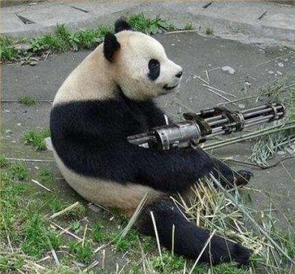 国之自信｜别拿大熊猫不当熊