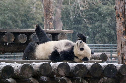 大熊猫“萌二”：让我在雪地上撒点儿野