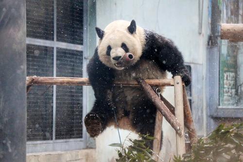 大熊猫“萌二”：让我在雪地上撒点儿野