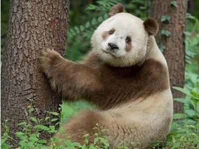 你们见过棕色的大熊猫吗？