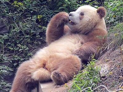 你们见过棕色的大熊猫吗？