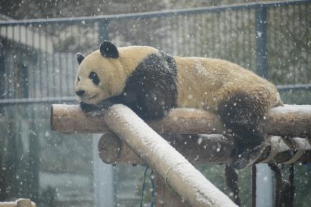 大熊猫“乐享”雪景